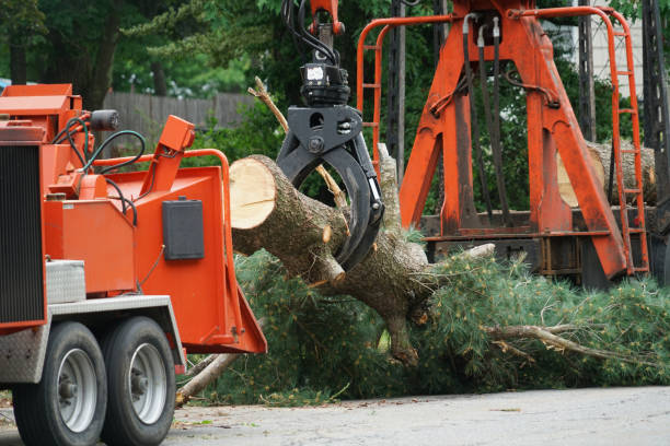 Best Tree Cutting Near Me  in USA